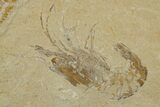 Cretaceous Fossil Shrimp With Fish - Lebanon #308522-1